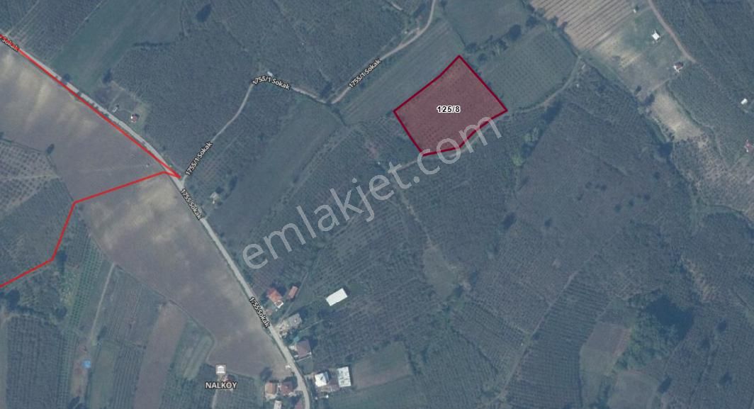 Sahibinden Satılık Çok Amaçlı Fındık Bahçesi - Ferizli Nalköy Mahal