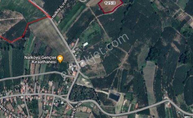 Sahibinden Satılık Çok Amaçlı Fındık Bahçesi - Ferizli Nalköy Mahal - Görsel 5
