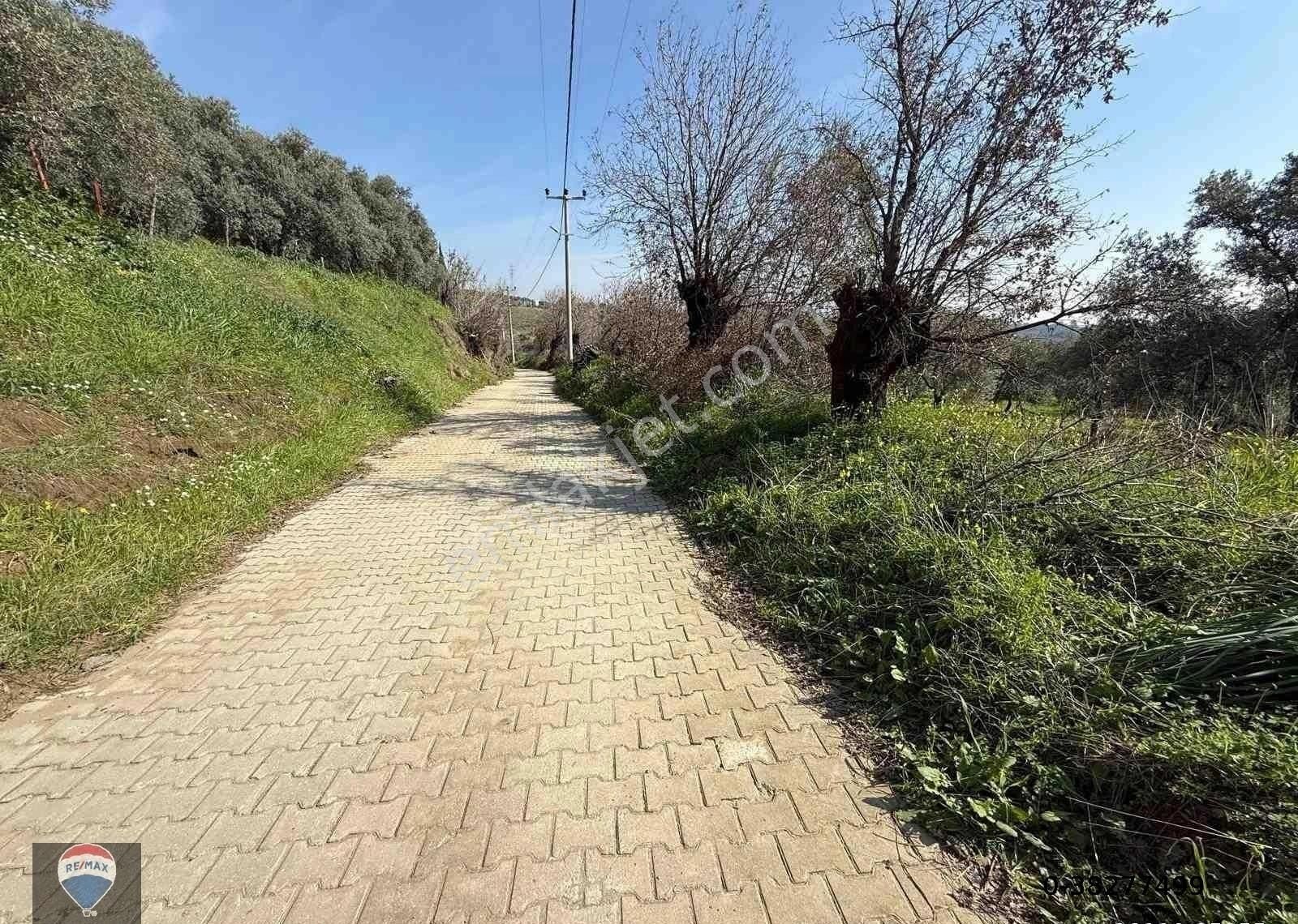 Aydın Söke Argavlı'da Satılık.. Zeytin,incir Bahçesi.... - Görsel 2