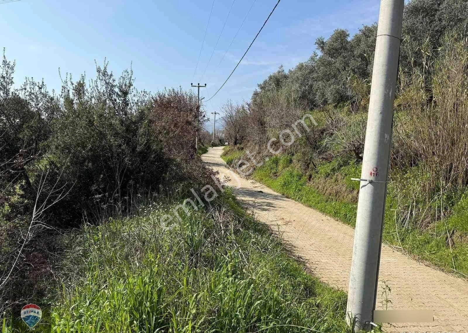 Aydın Söke Argavlı'da Satılık.. Zeytin,incir Bahçesi.... - Görsel 17