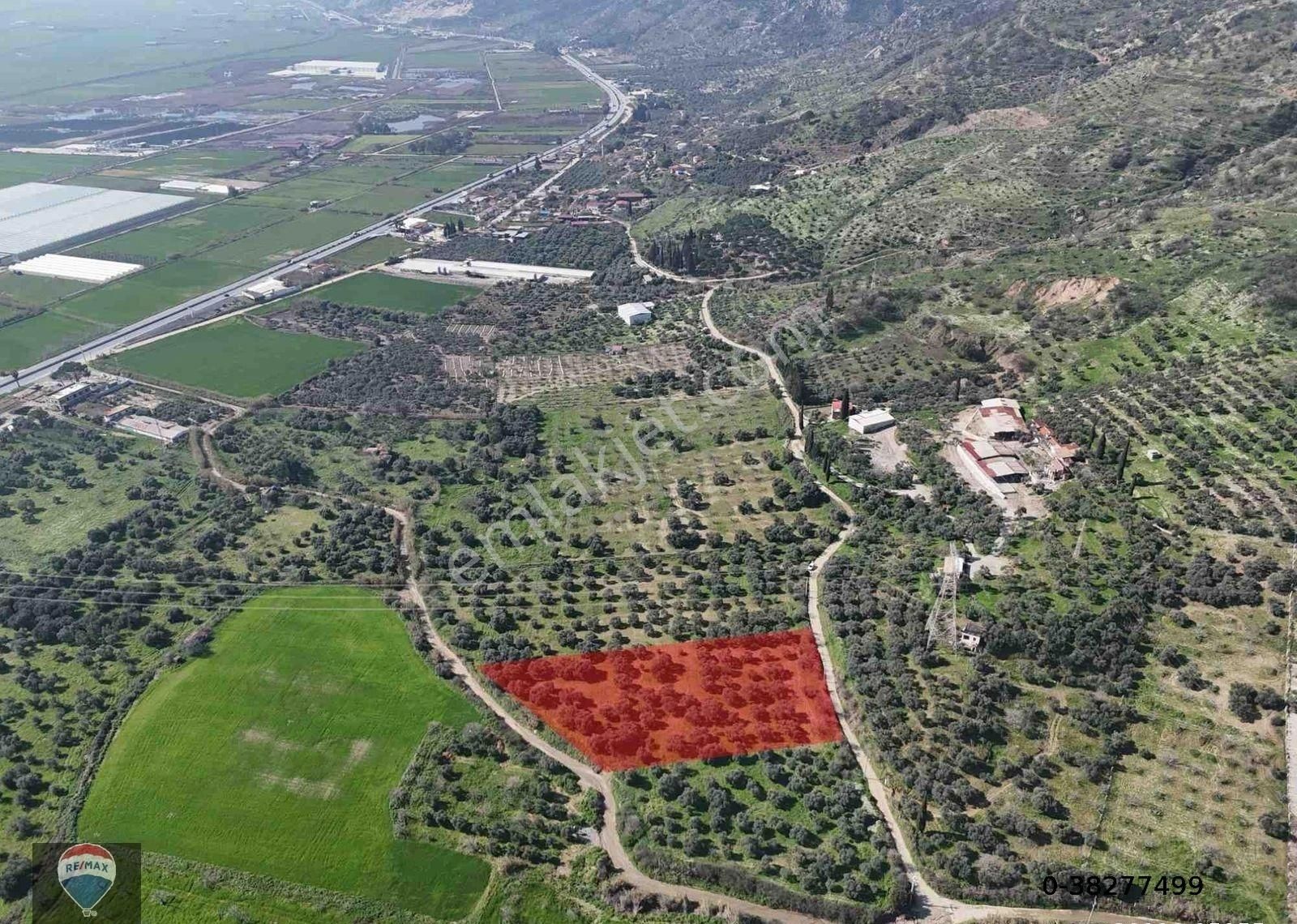 Aydın Söke Argavlı'da Satılık.. Zeytin,incir Bahçesi.... - Görsel 27