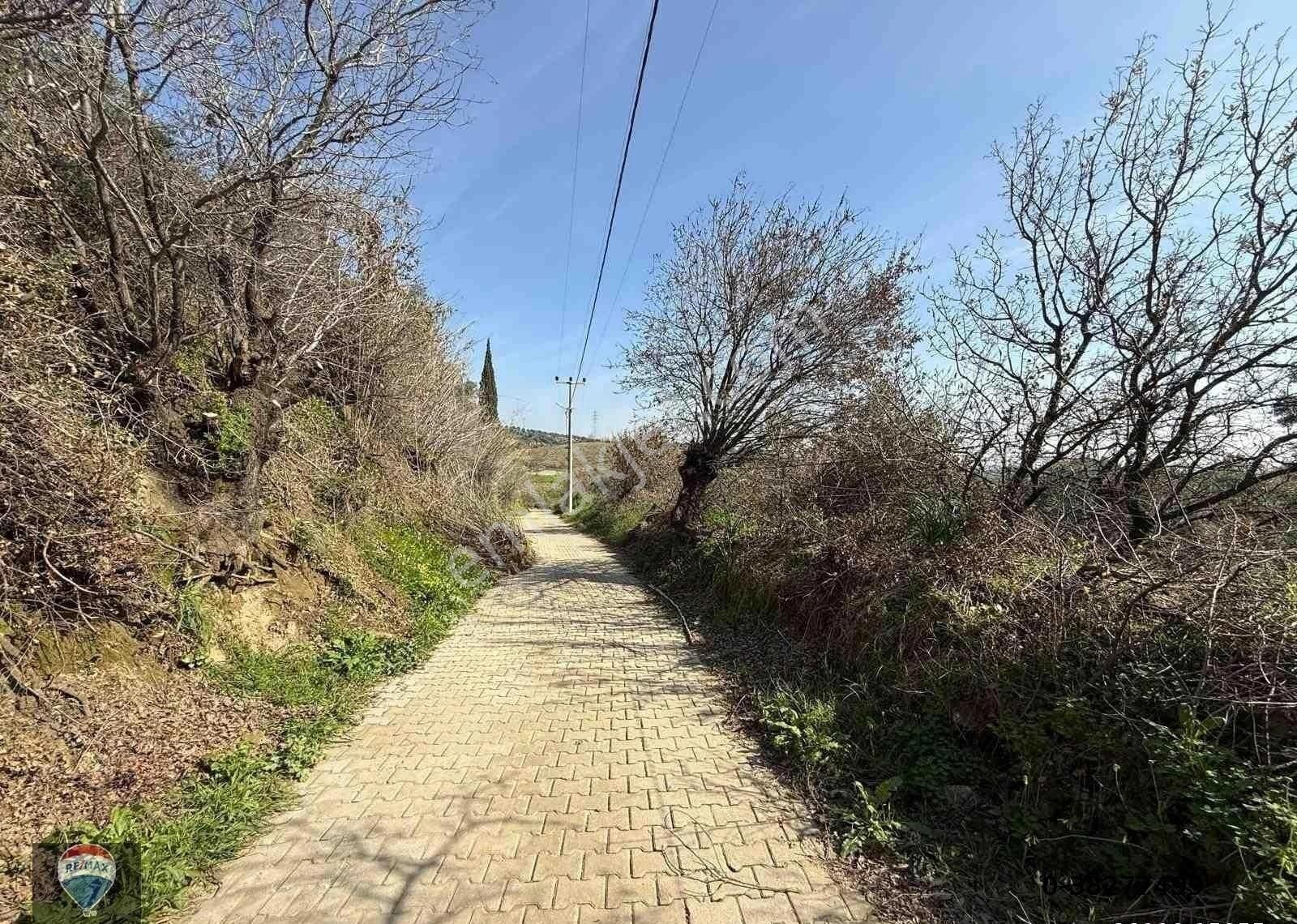 Aydın Söke Argavlı'da Satılık.. Zeytin,incir Bahçesi.... - Görsel 10