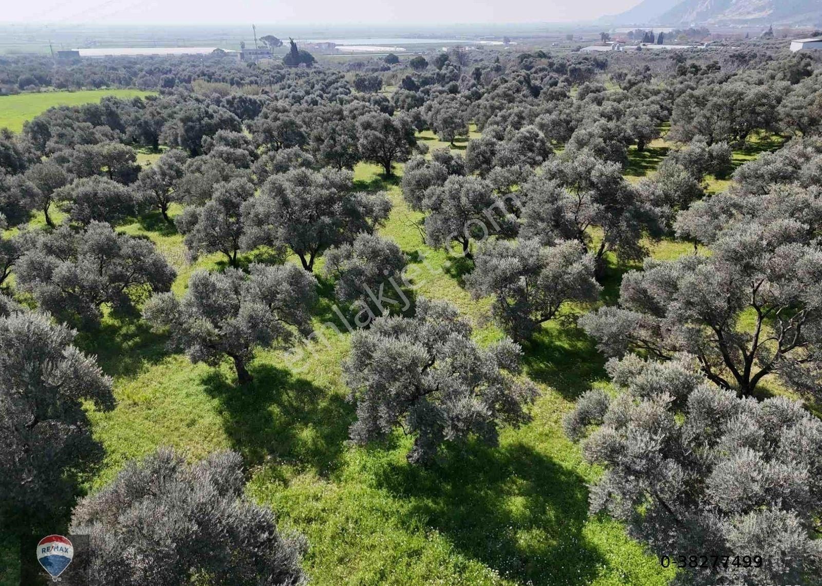 Aydın Söke Argavlı'da Satılık.. Zeytin,incir Bahçesi.... - Görsel 8