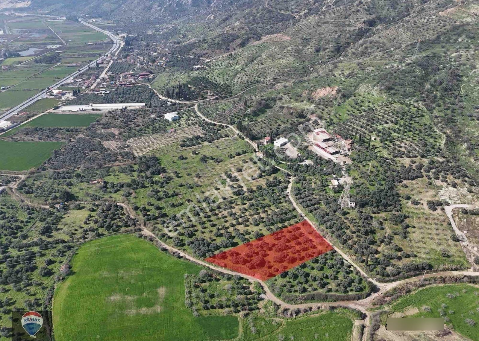 Aydın Söke Argavlı'da Satılık.. Zeytin,incir Bahçesi.... - Görsel 3