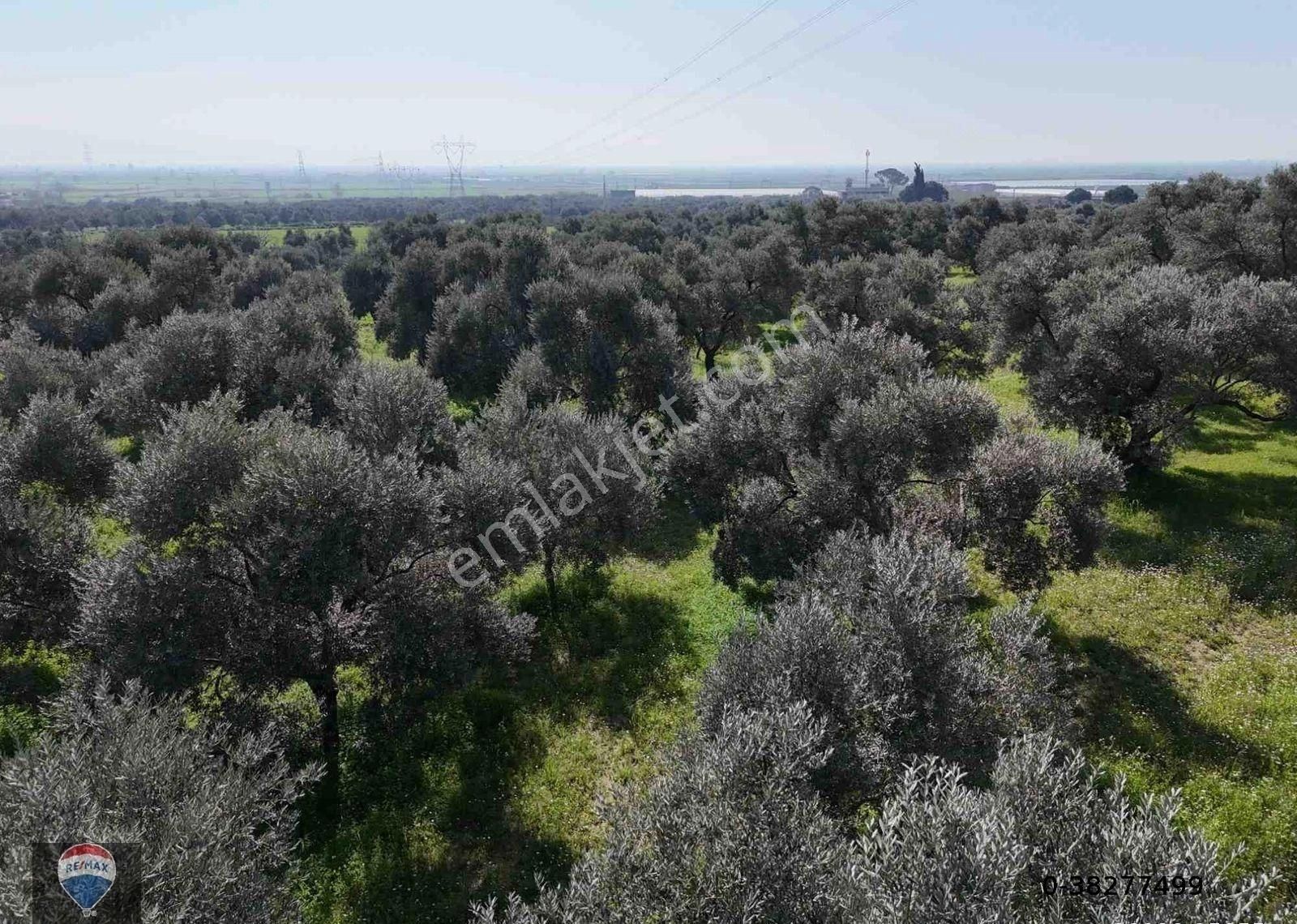 Aydın Söke Argavlı'da Satılık.. Zeytin,incir Bahçesi.... - Görsel 14