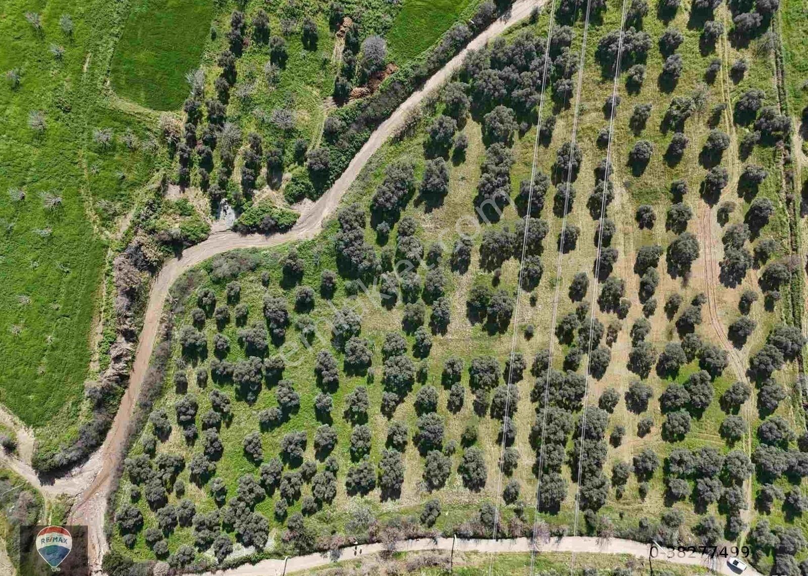 Aydın Söke Argavlı'da Satılık.. Zeytin,incir Bahçesi.... - Görsel 19