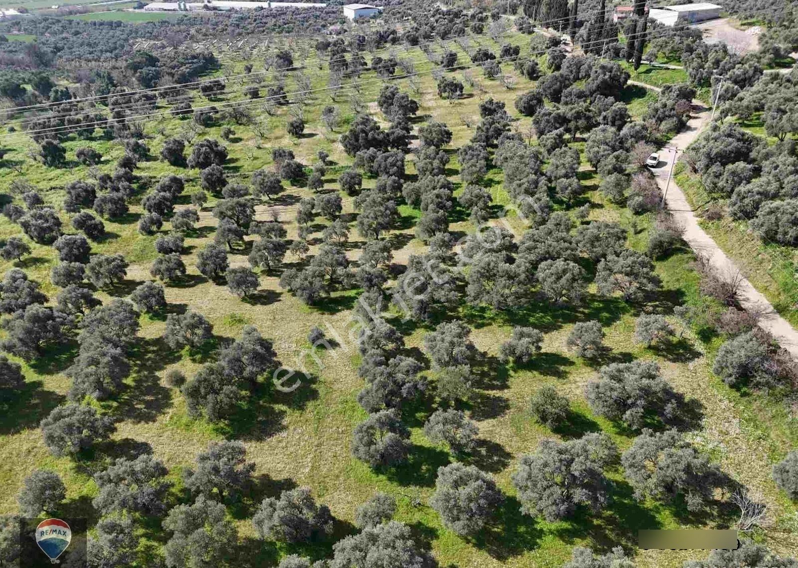 Aydın Söke Argavlı'da Satılık.. Zeytin,incir Bahçesi.... - Görsel 24