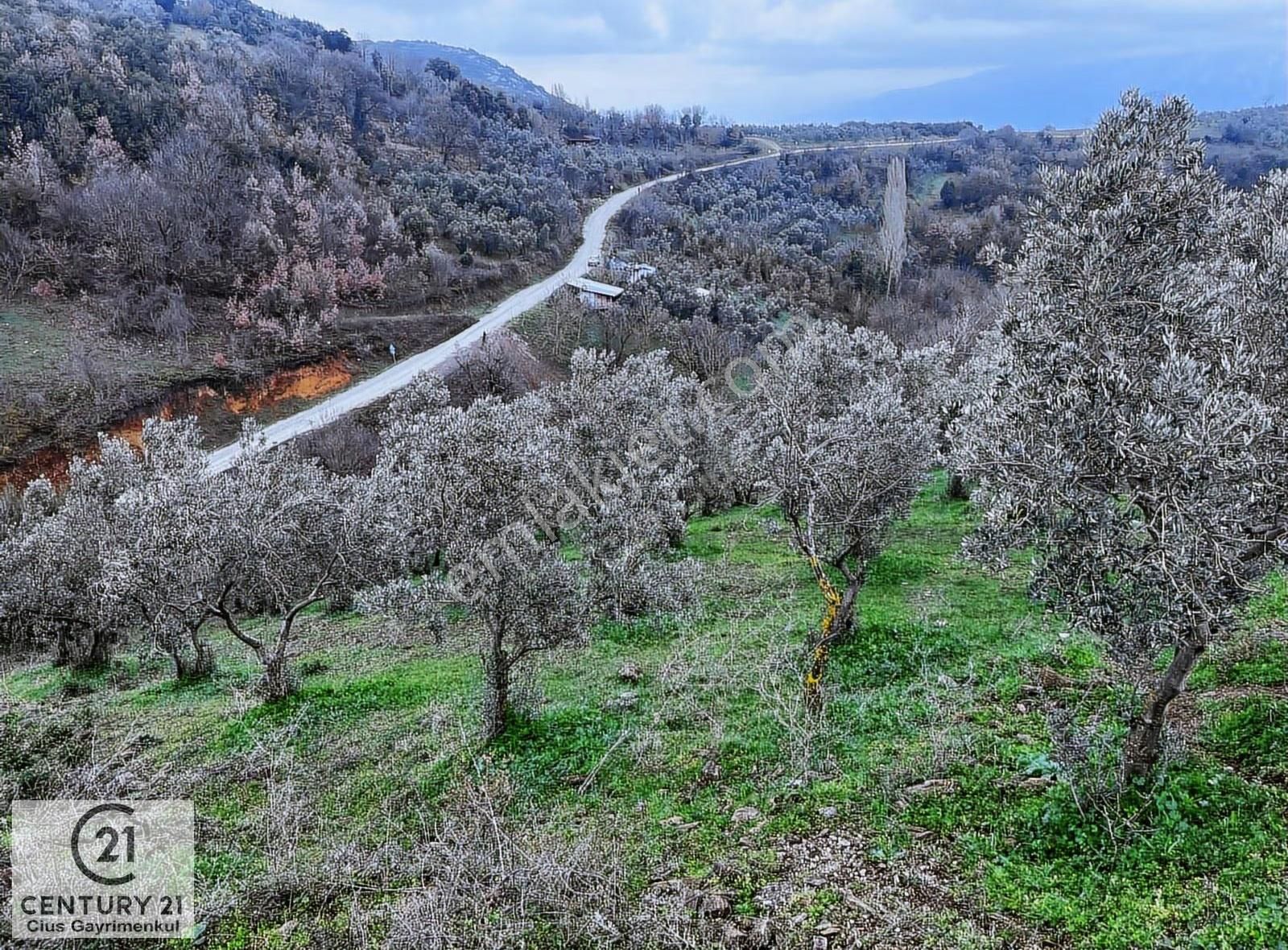 C21 Cius; Asvalta Sıfır 4.120 M2 Bakımlı Masrafsız Zeytinlik - Görsel 19
