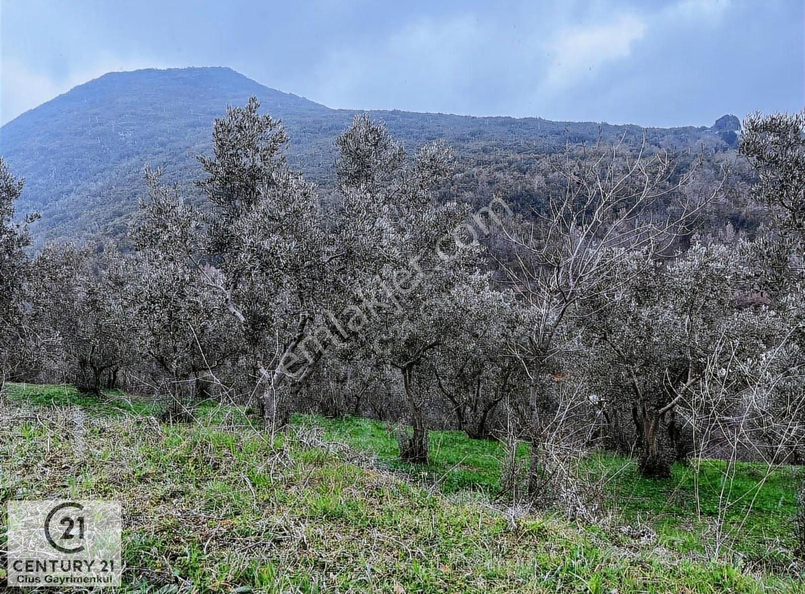 C21 Cius; Asvalta Sıfır 4.120 M2 Bakımlı Masrafsız Zeytinlik - Görsel 16