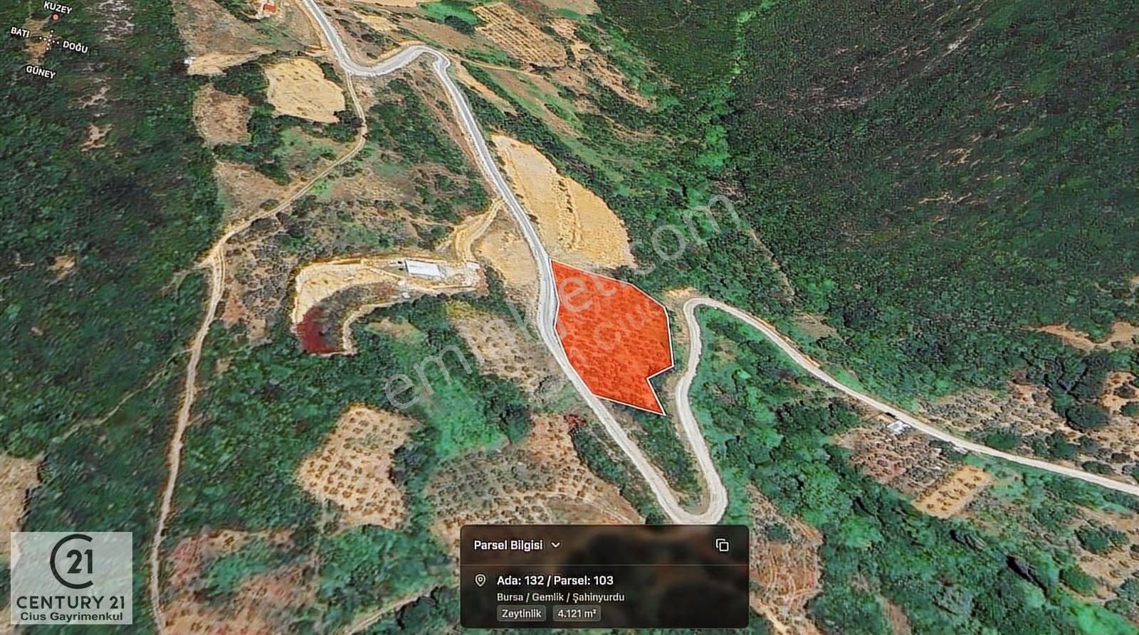 C21 Cius; Asvalta Sıfır 4.120 M2 Bakımlı Masrafsız Zeytinlik - Görsel 12