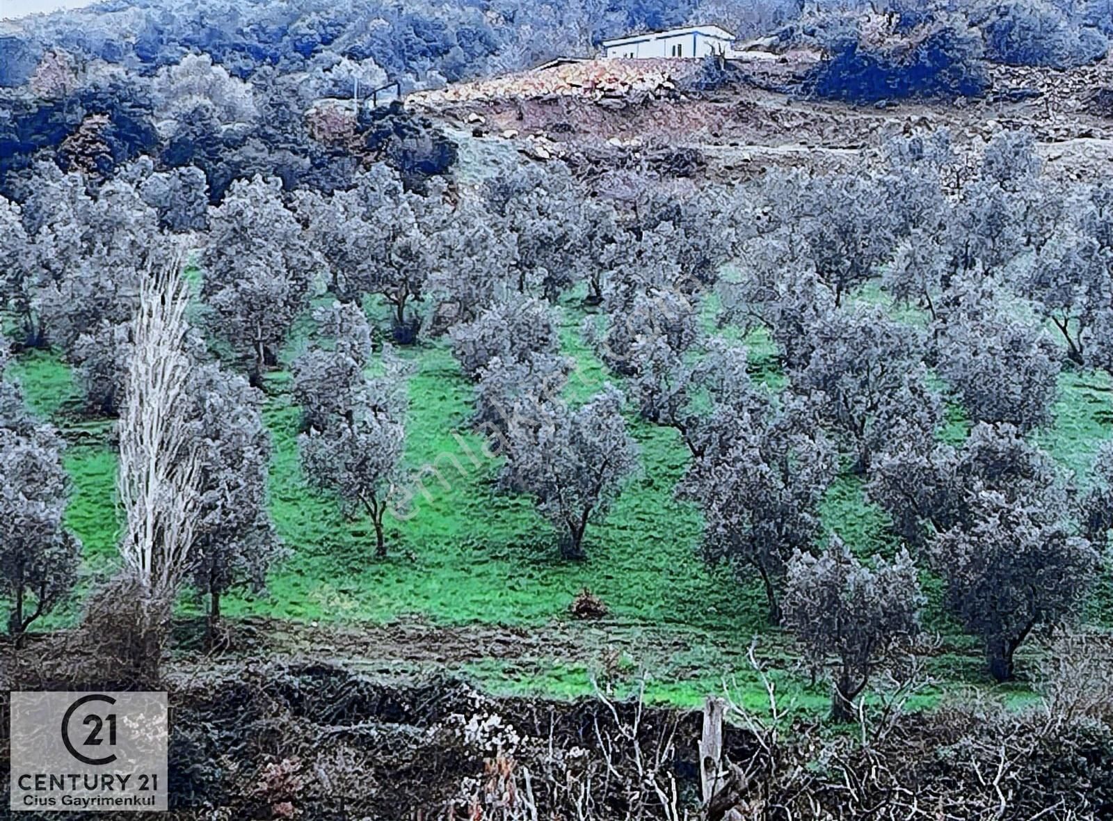 C21 Cius; Asvalta Sıfır 4.120 M2 Bakımlı Masrafsız Zeytinlik - Görsel 10