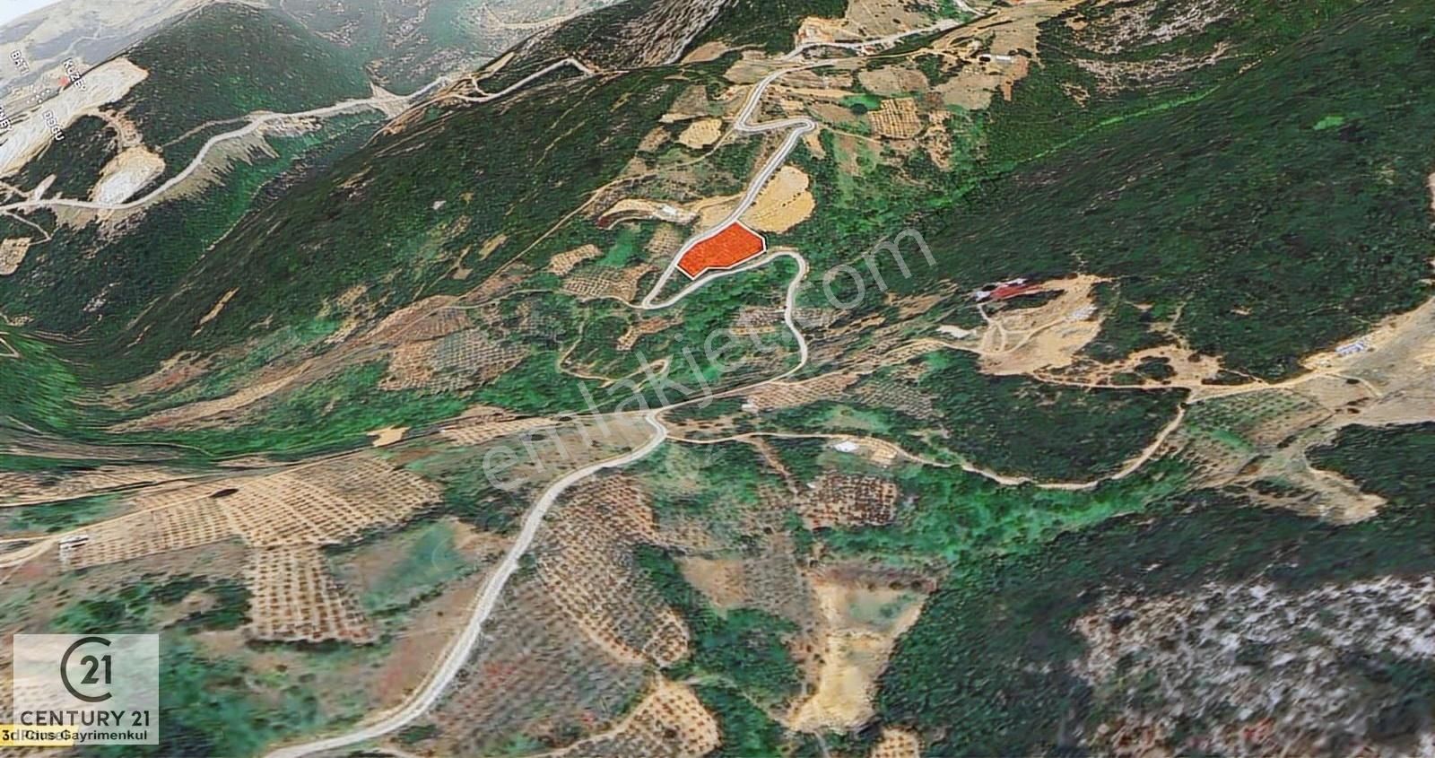 C21 Cius; Asvalta Sıfır 4.120 M2 Bakımlı Masrafsız Zeytinlik - Görsel 18