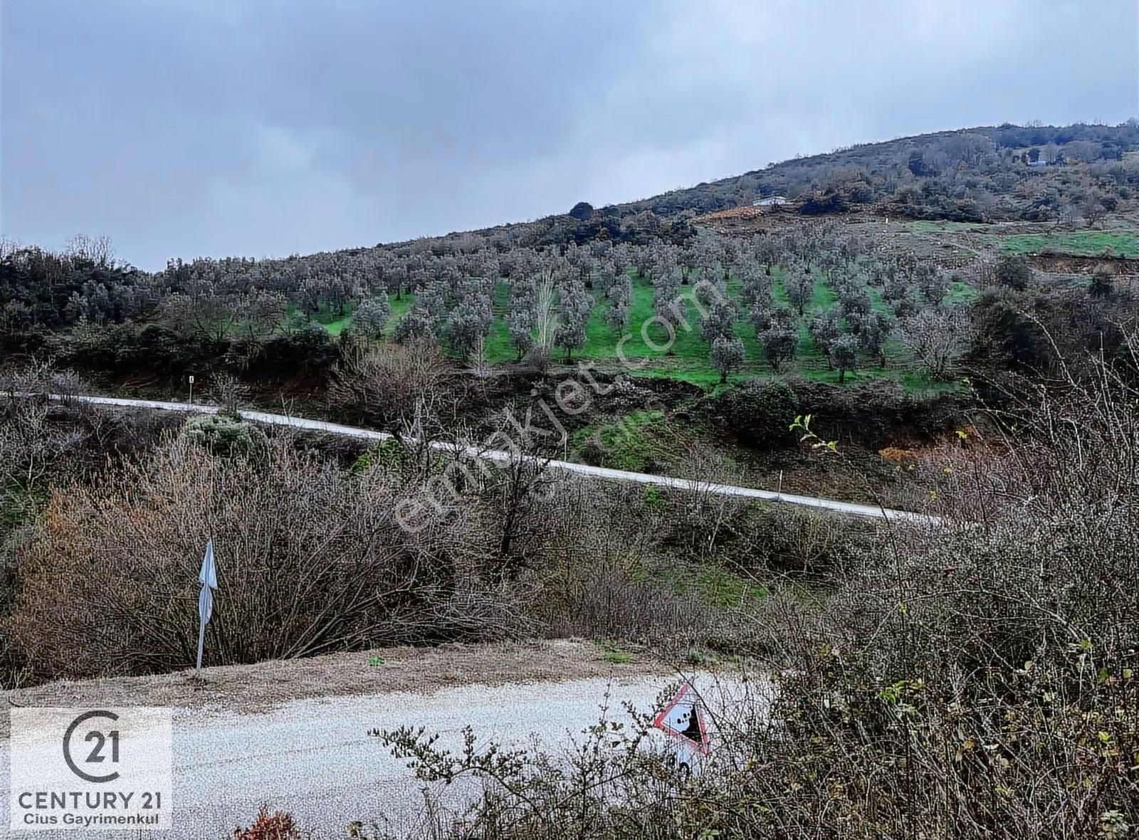 C21 Cius; Asvalta Sıfır 4.120 M2 Bakımlı Masrafsız Zeytinlik - Görsel 22