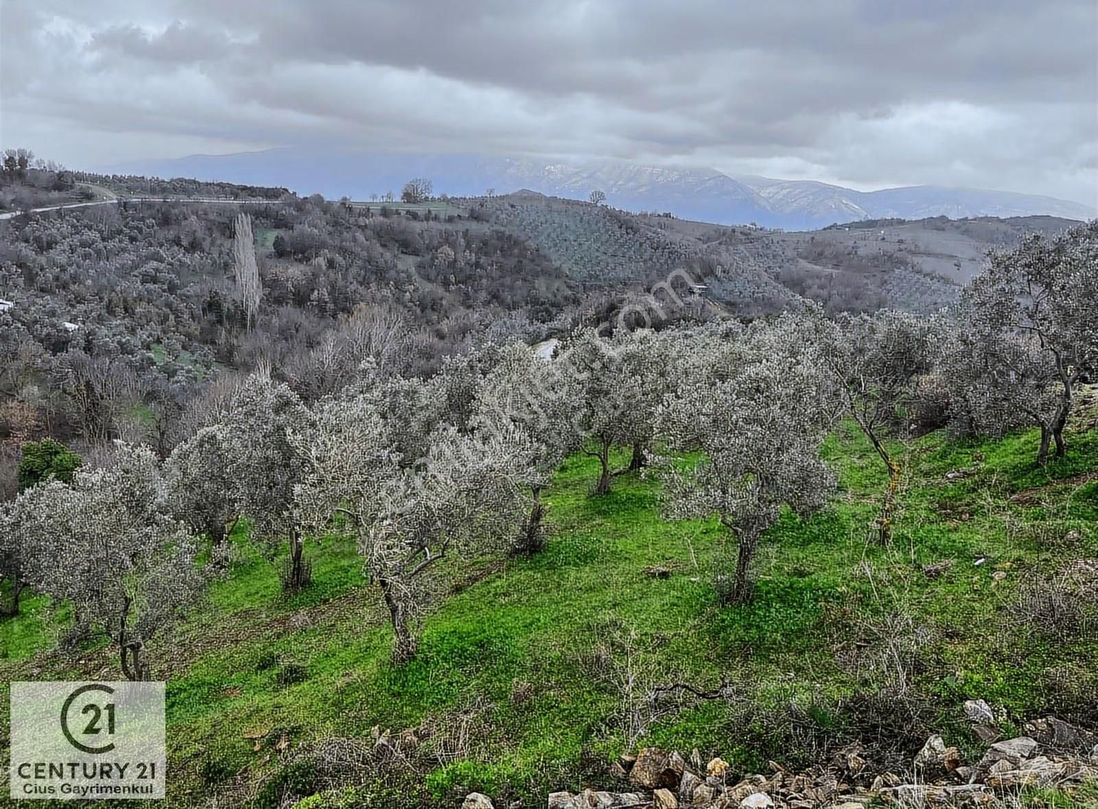 C21 Cius; Asvalta Sıfır 4.120 M2 Bakımlı Masrafsız Zeytinlik - Görsel 24