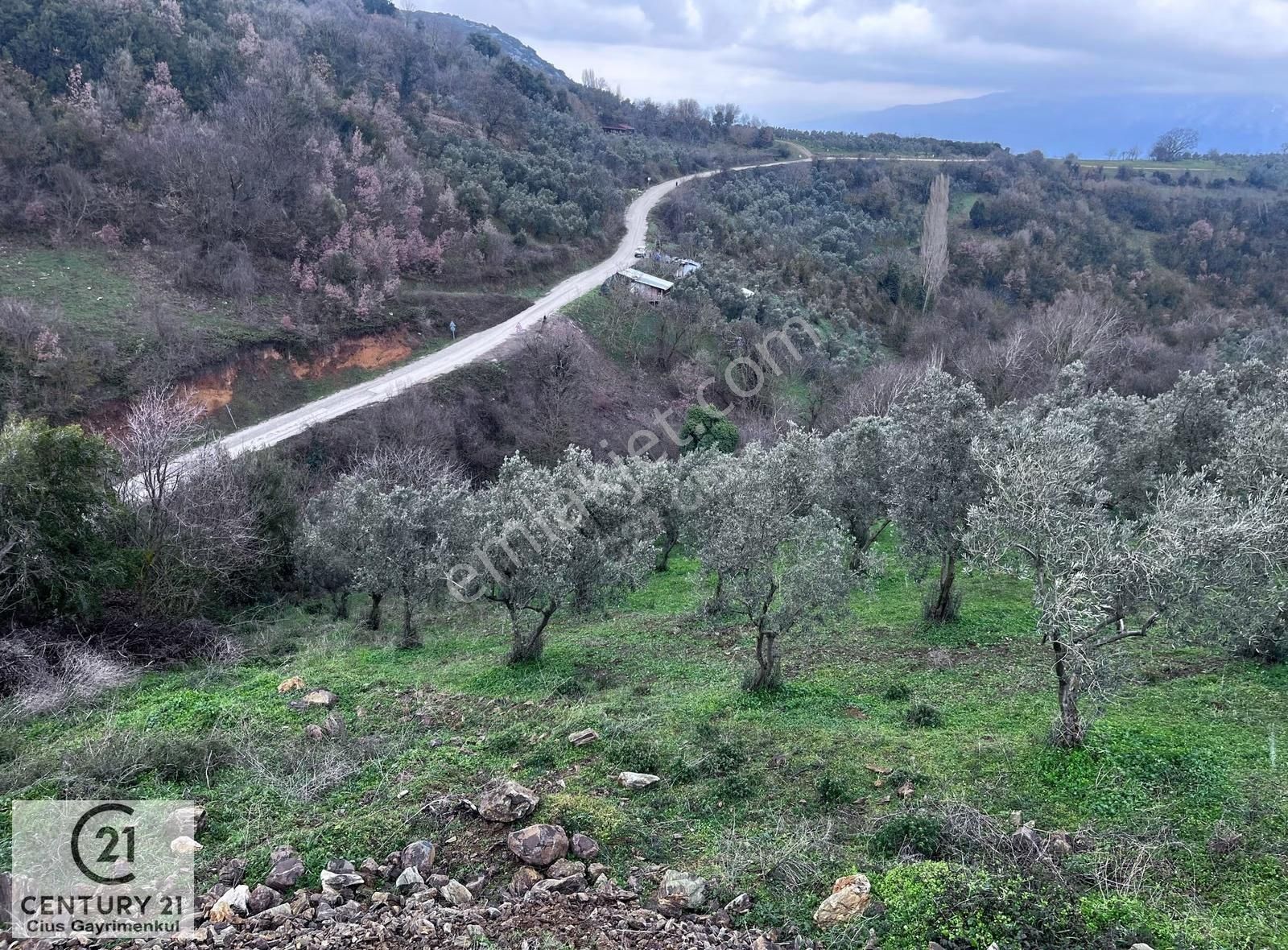 C21 Cius; Asvalta Sıfır 4.120 M2 Bakımlı Masrafsız Zeytinlik - Görsel 28
