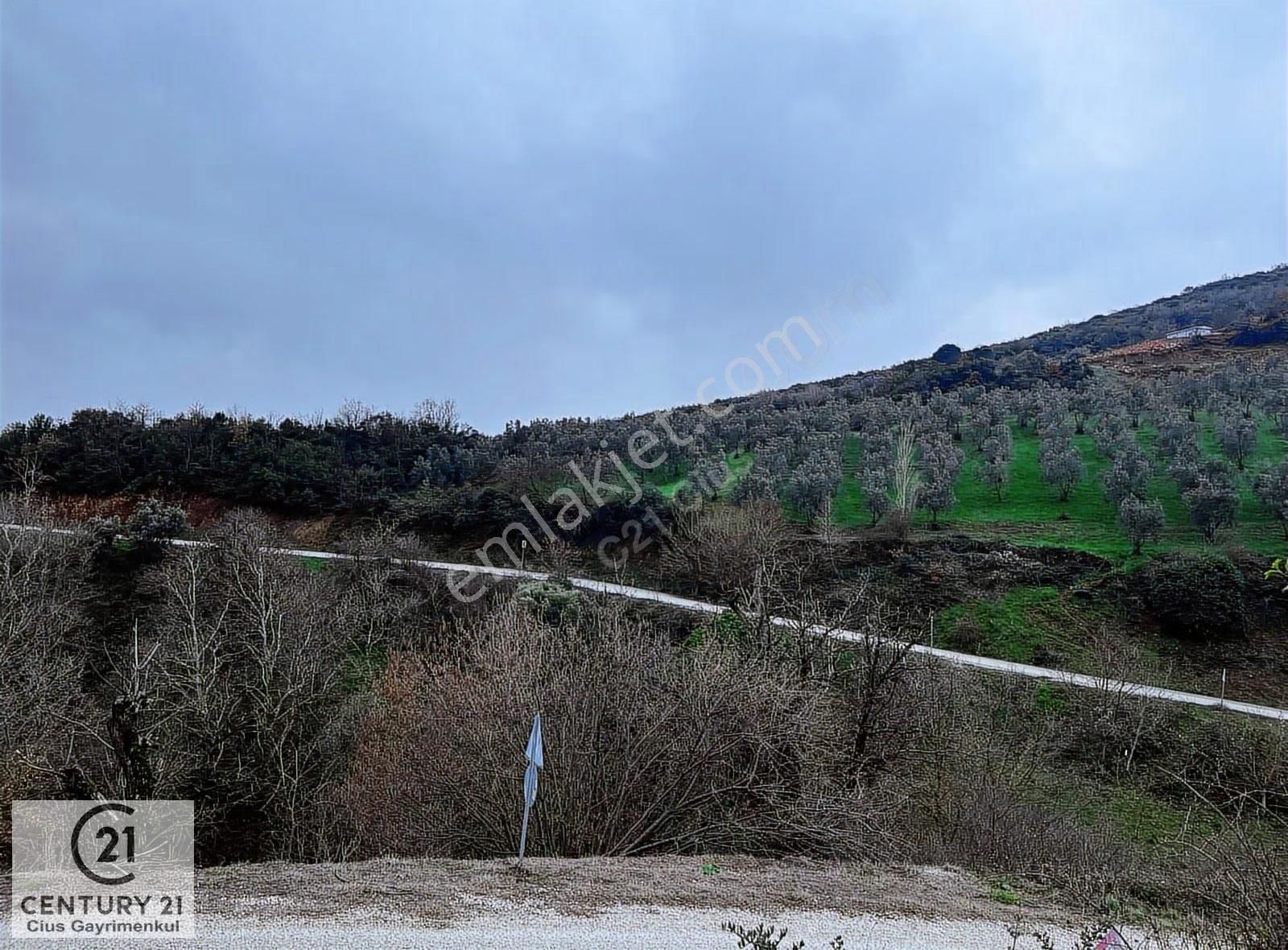 C21 Cius; Asvalta Sıfır 4.120 M2 Bakımlı Masrafsız Zeytinlik - Görsel 15