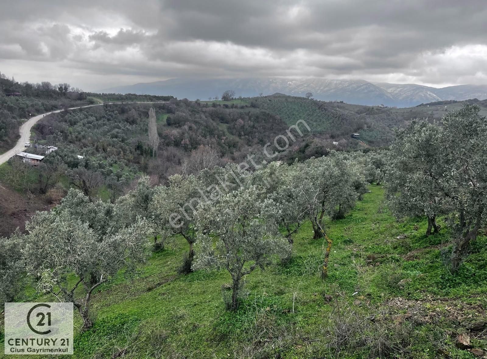 C21 Cius; Asvalta Sıfır 4.120 M2 Bakımlı Masrafsız Zeytinlik - Görsel 11