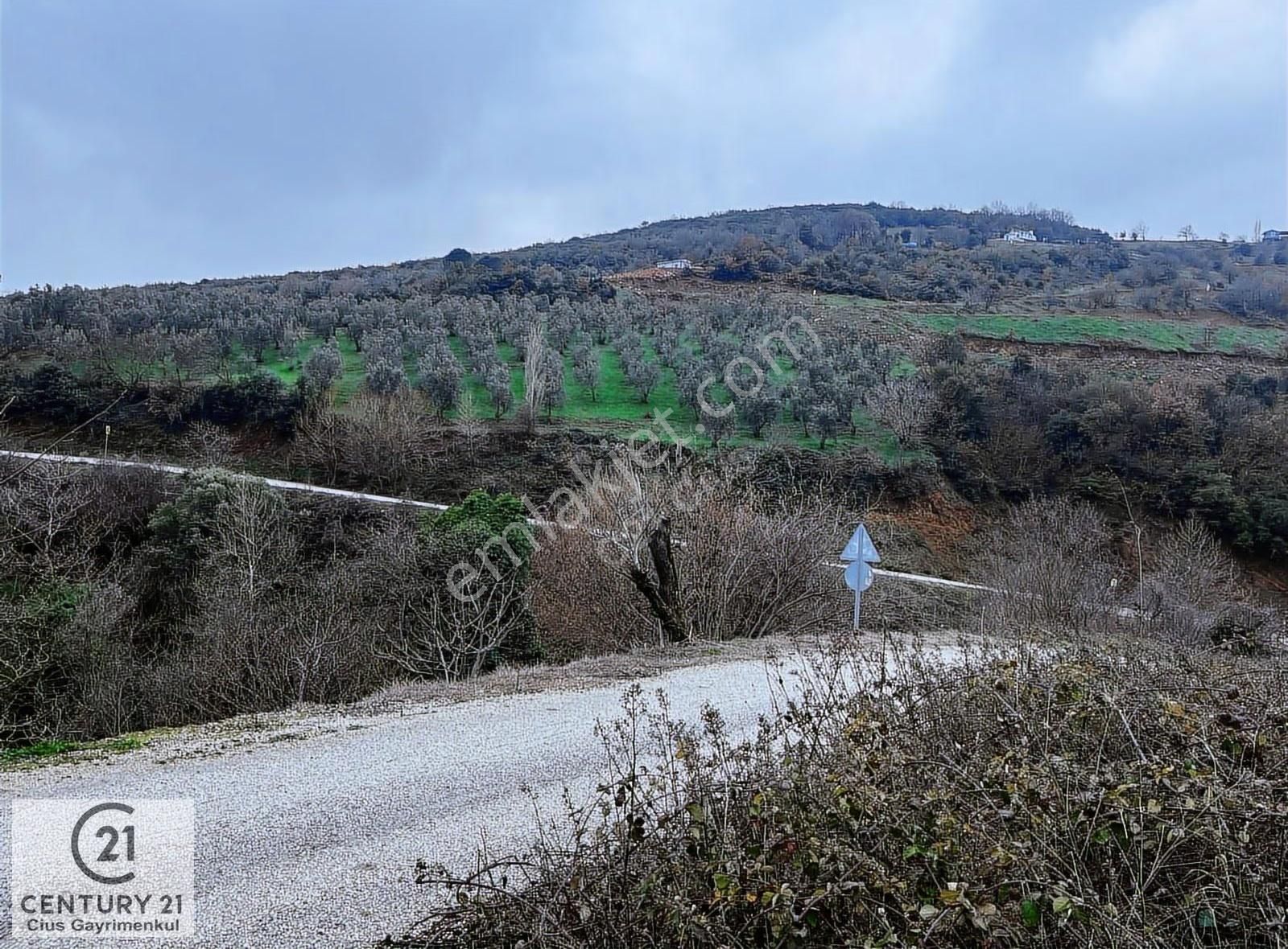 C21 Cius; Asvalta Sıfır 4.120 M2 Bakımlı Masrafsız Zeytinlik - Görsel 29