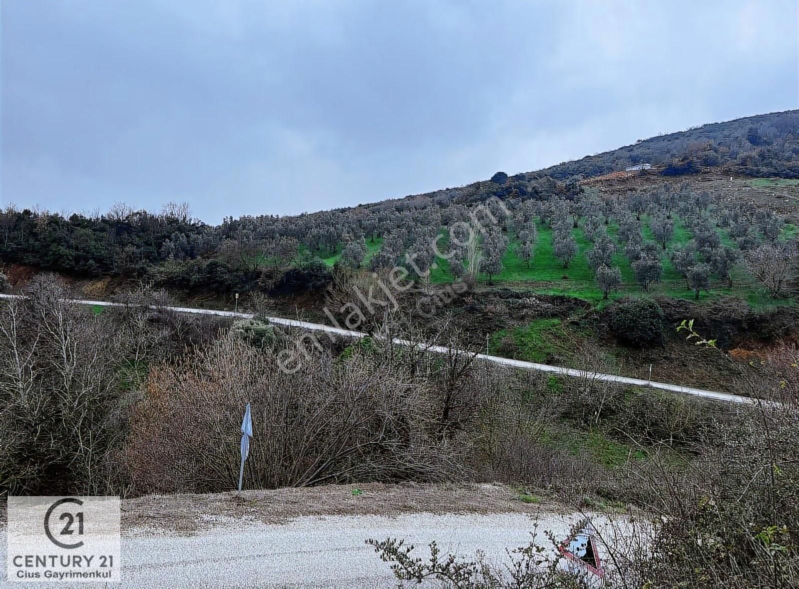 C21 Cius; Asvalta Sıfır 4.120 M2 Bakımlı Masrafsız Zeytinlik - Görsel 5