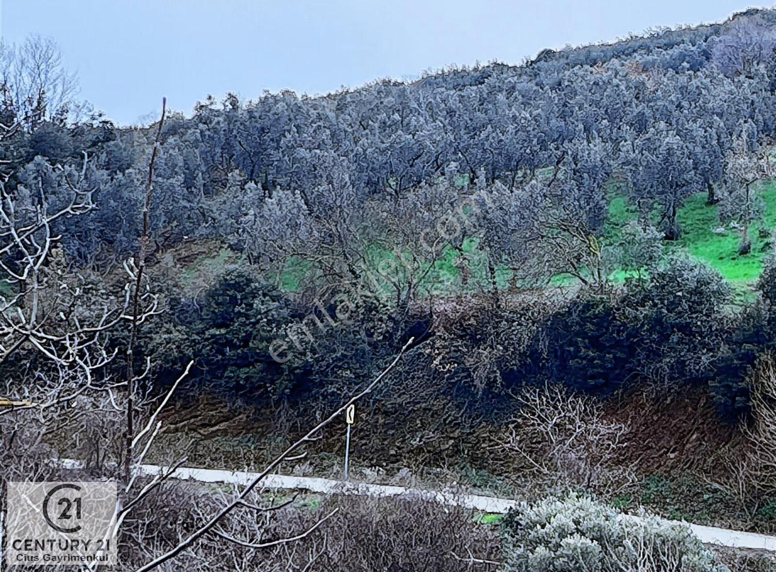 C21 Cius; Asvalta Sıfır 4.120 M2 Bakımlı Masrafsız Zeytinlik - Görsel 23