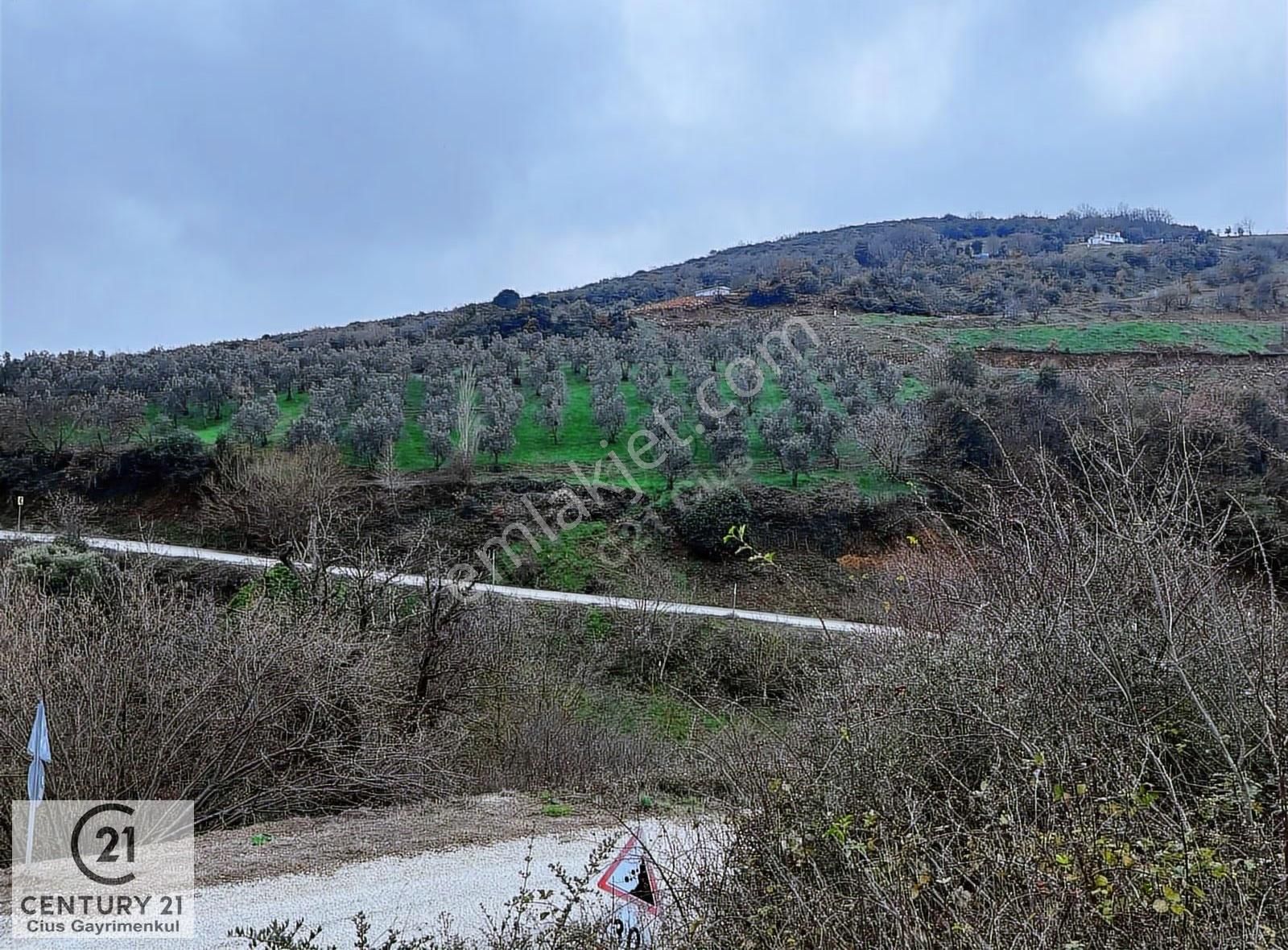 C21 Cius; Asvalta Sıfır 4.120 M2 Bakımlı Masrafsız Zeytinlik - Görsel 2