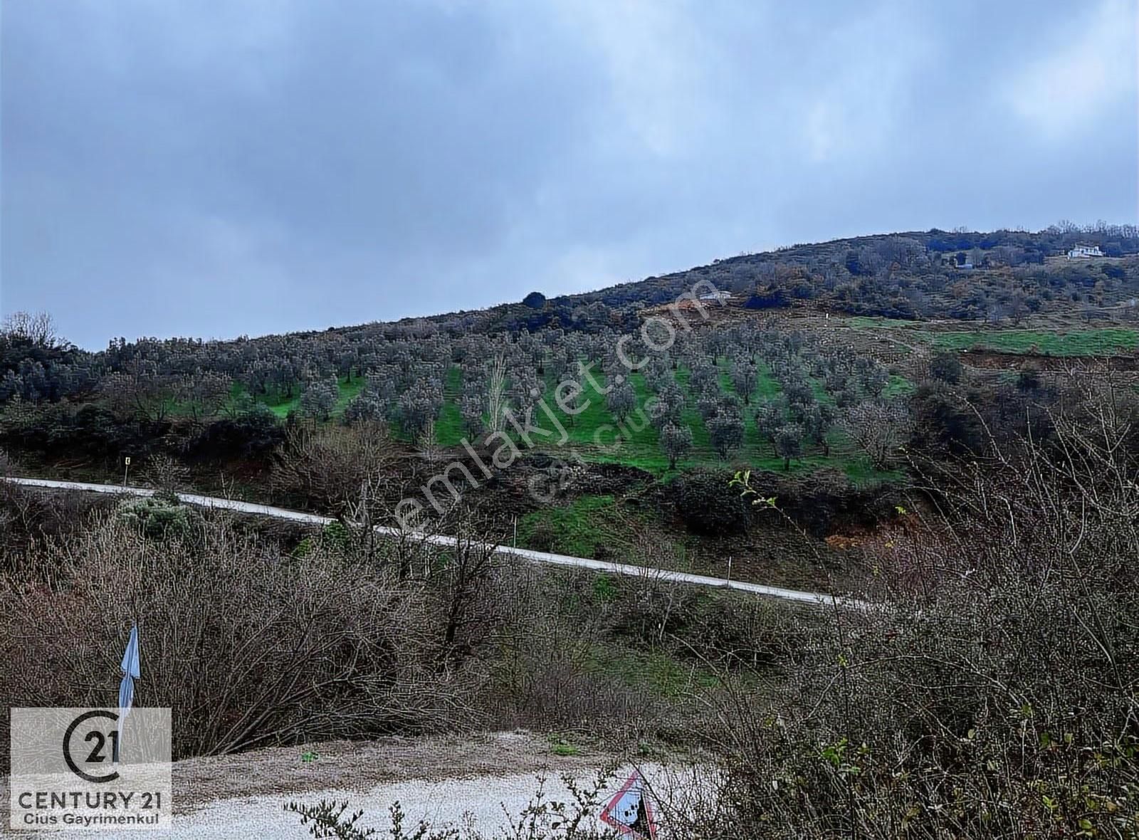 C21 Cius; Asvalta Sıfır 4.120 M2 Bakımlı Masrafsız Zeytinlik - Görsel 8