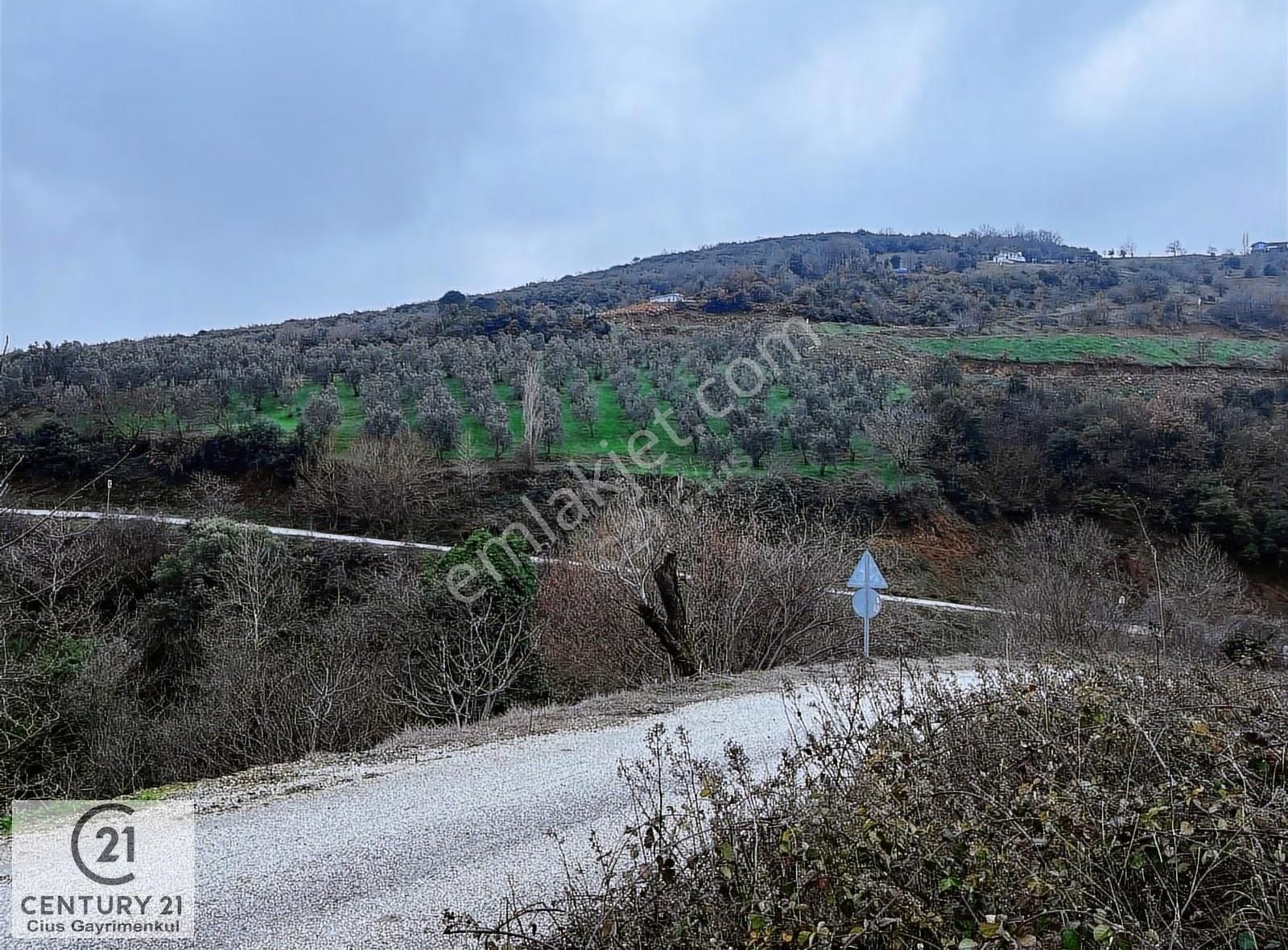 C21 Cius; Asvalta Sıfır 4.120 M2 Bakımlı Masrafsız Zeytinlik - Görsel 21