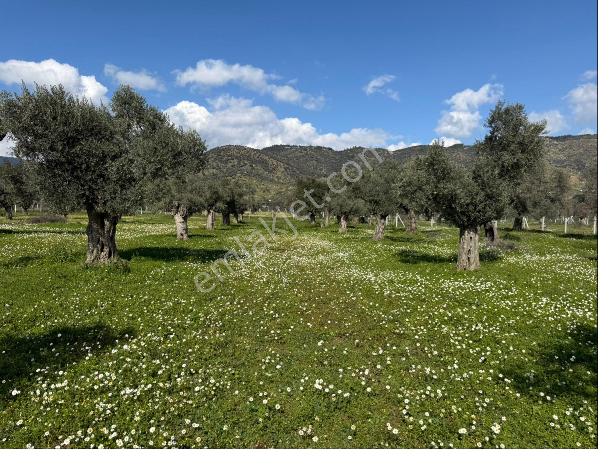 Rosa Gayrimenkulden 2.234 M2 Yatırımlık Zeytinlik - Görsel 4