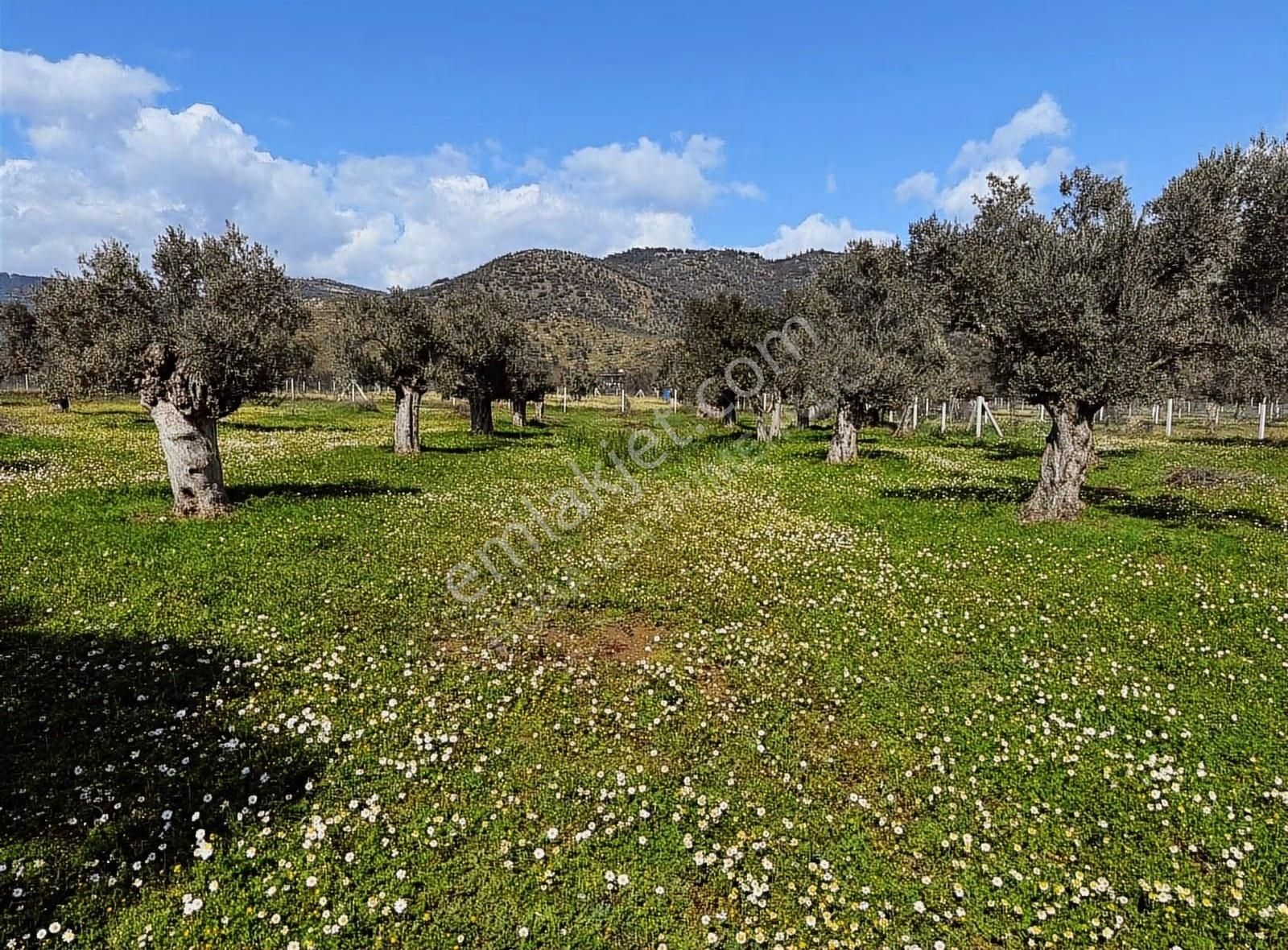 Rosa Gayrimenkulden 2.234 M2 Yatırımlık Zeytinlik - Görsel 2