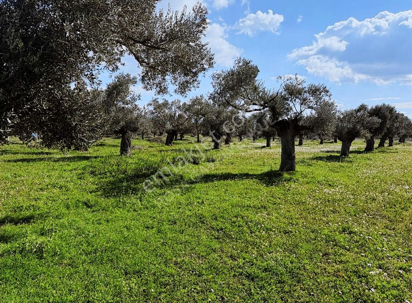 Rosa Gayrimenkulden 2.234 M2 Yatırımlık Zeytinlik - Görsel 3