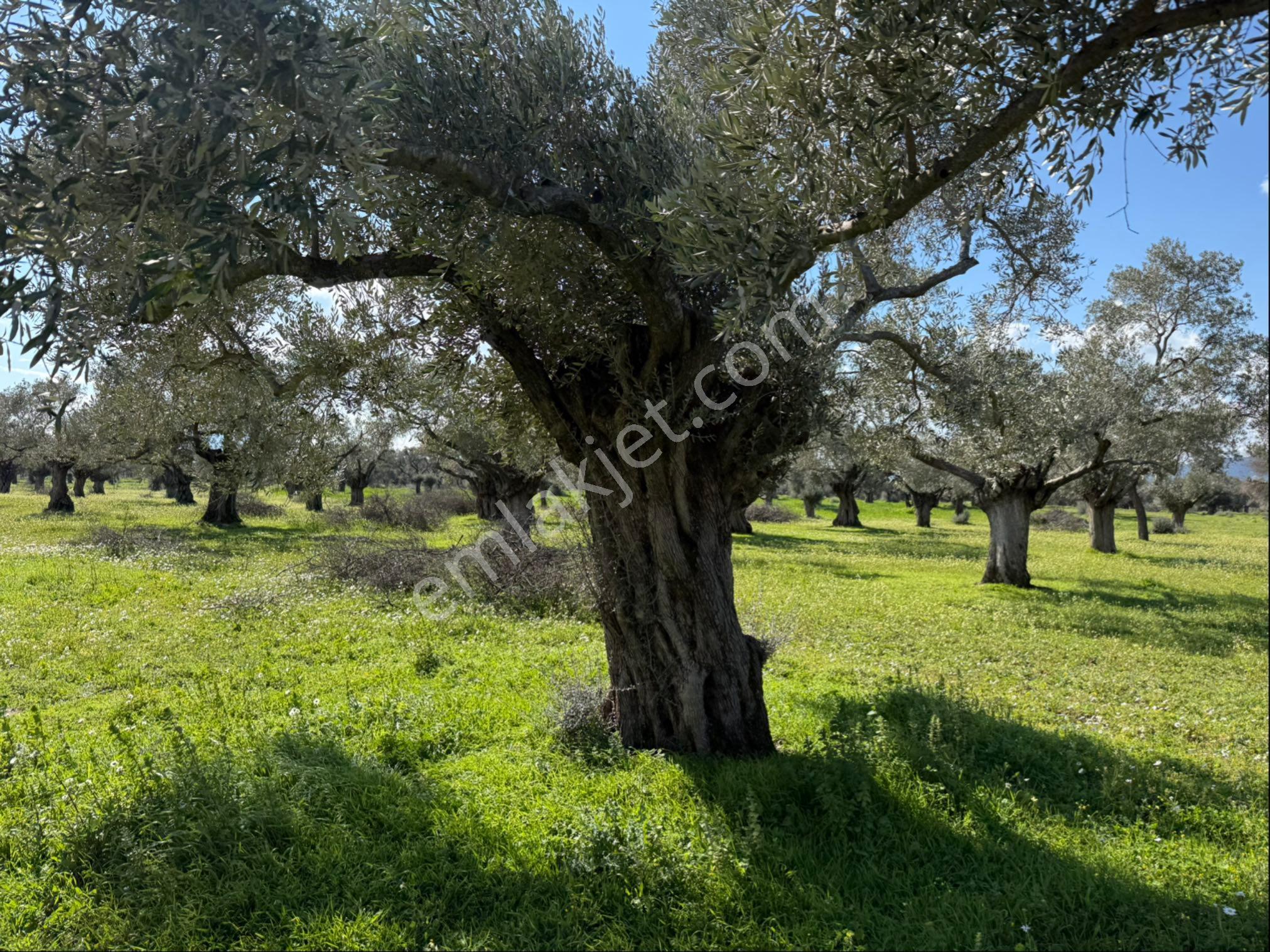 Rosa Gayrimenkulden 2.234 M2 Yatırımlık Zeytinlik - Görsel 6
