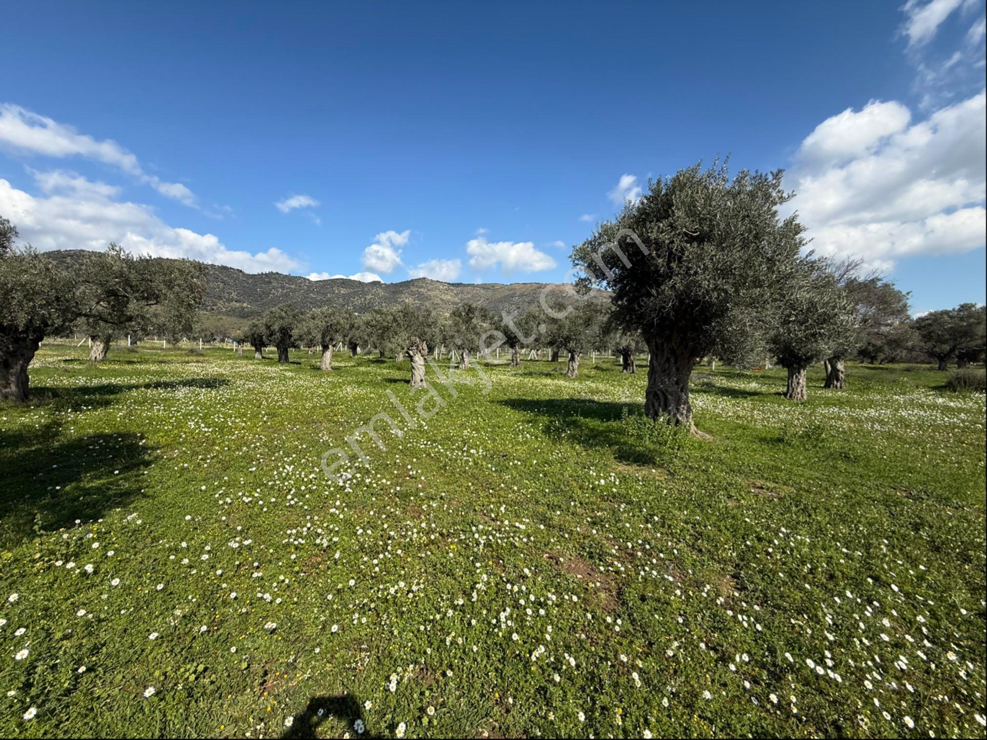 Rosa Gayrimenkulden 2.234 M2 Yatırımlık Zeytinlik - Görsel 7