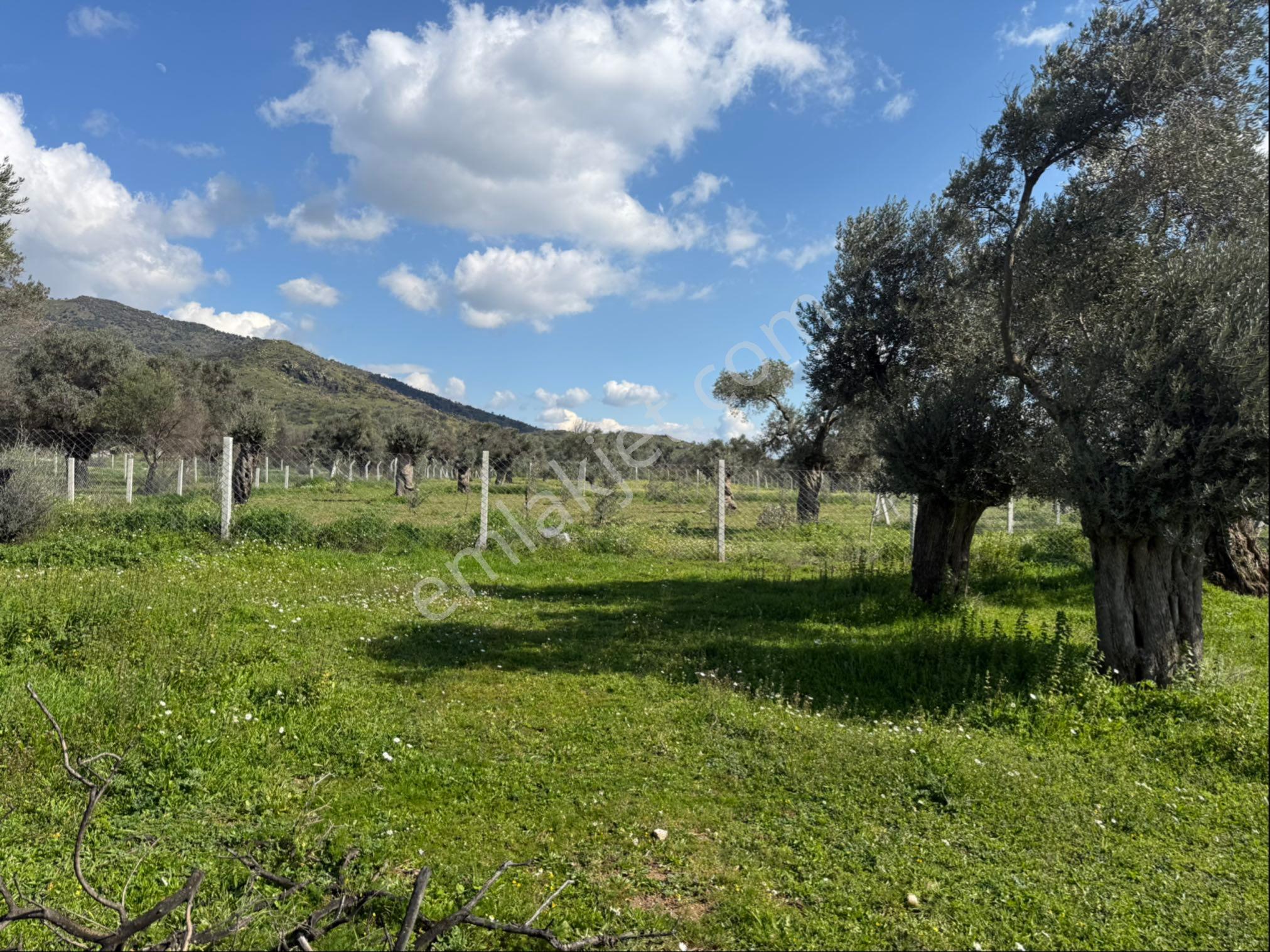 Rosa Gayrimenkulden 2.234 M2 Yatırımlık Zeytinlik