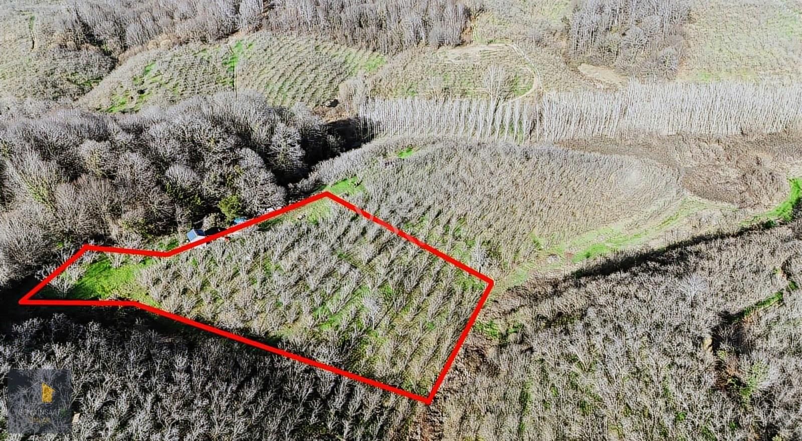 Karasu'da Müstakil Tapulu 3836 M² Fındık Bahçesi - Görsel 11