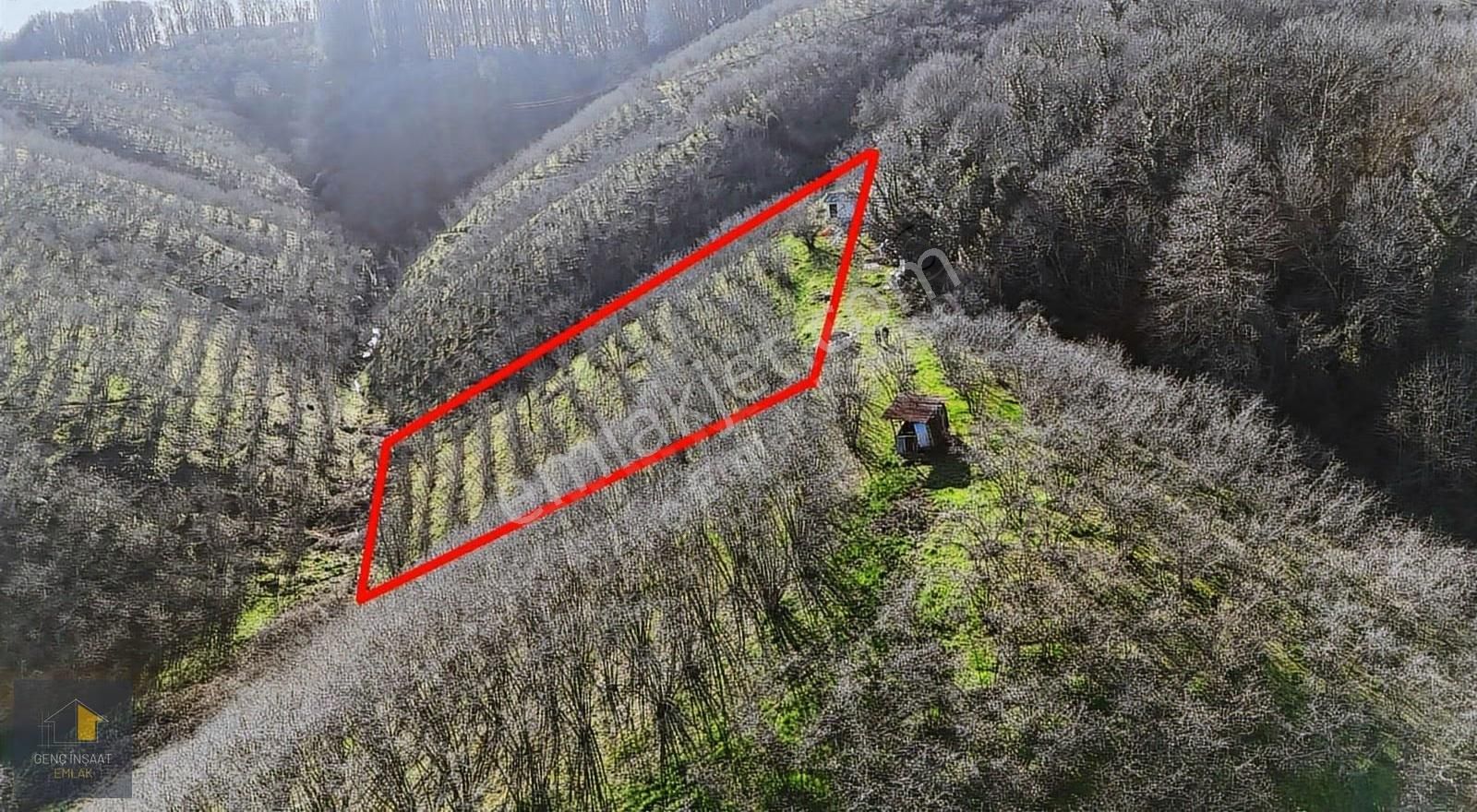 Karasu'da Müstakil Tapulu 3836 M² Fındık Bahçesi - Görsel 6