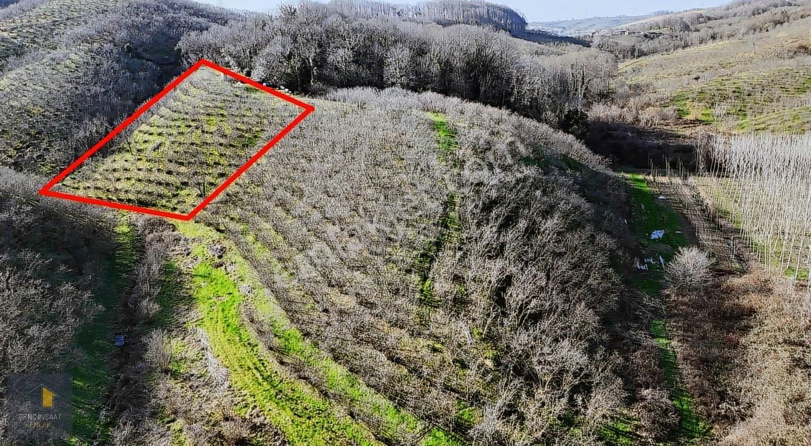 Karasu'da Müstakil Tapulu 3836 M² Fındık Bahçesi - Görsel 10