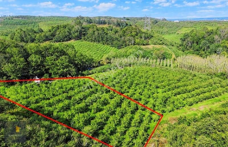 Karasu'da Müstakil Tapulu 3836 M² Fındık Bahçesi - Görsel 3