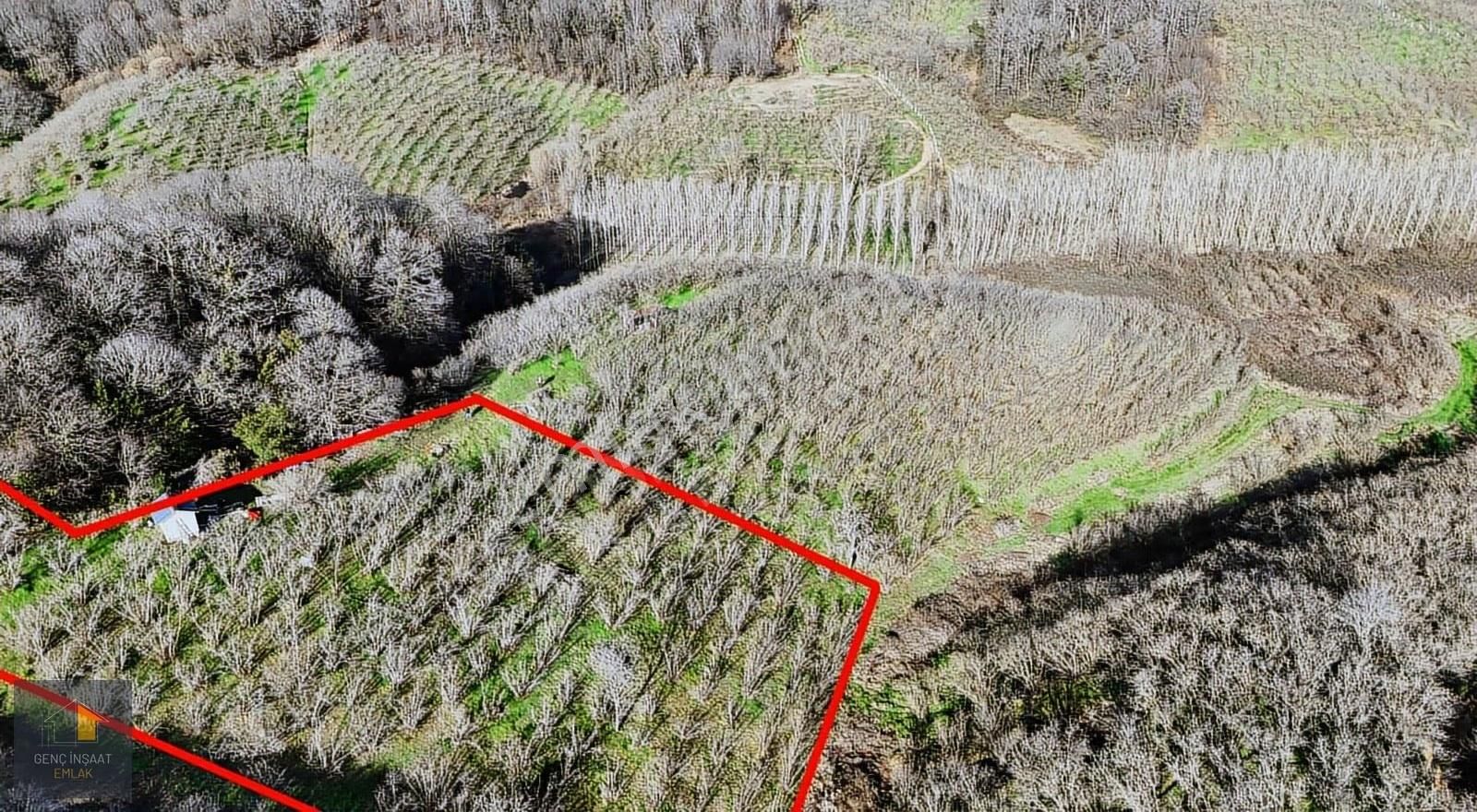 Karasu'da Müstakil Tapulu 3836 M² Fındık Bahçesi - Görsel 15