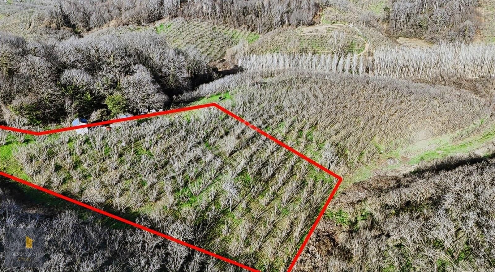 Karasu'da Müstakil Tapulu 3836 M² Fındık Bahçesi - Görsel 2