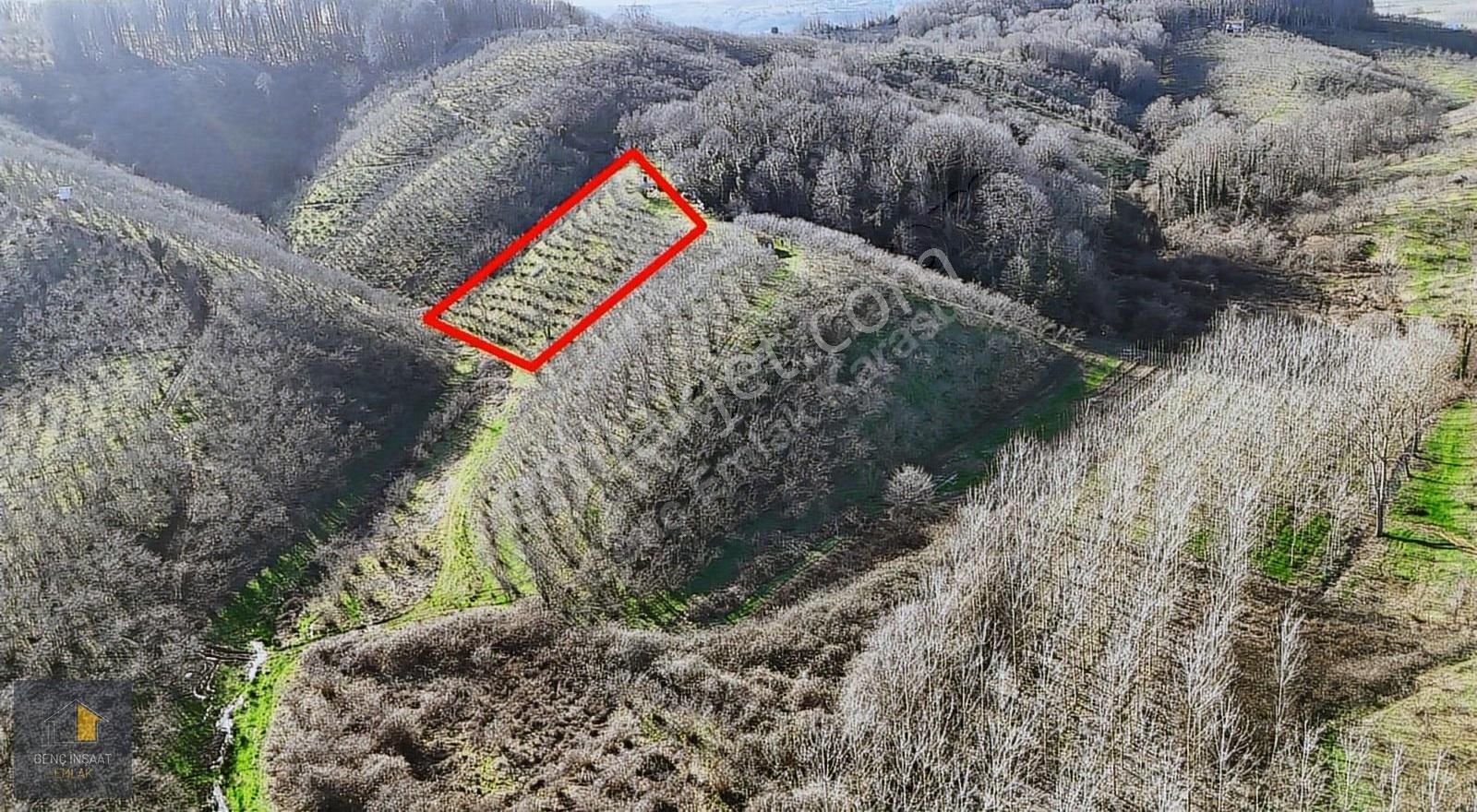 Karasu'da Müstakil Tapulu 3836 M² Fındık Bahçesi - Görsel 12