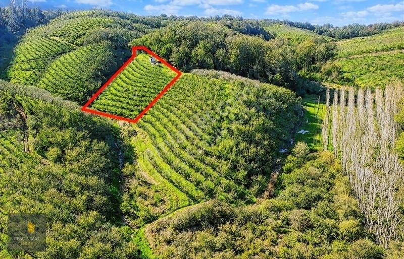Karasu'da Müstakil Tapulu 3836 M² Fındık Bahçesi - Görsel 4