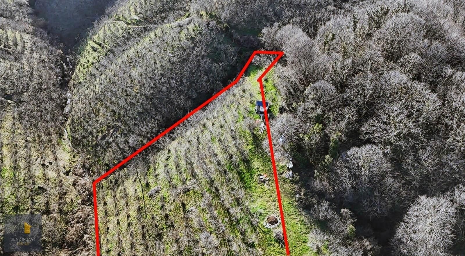 Karasu'da Müstakil Tapulu 3836 M² Fındık Bahçesi - Görsel 7