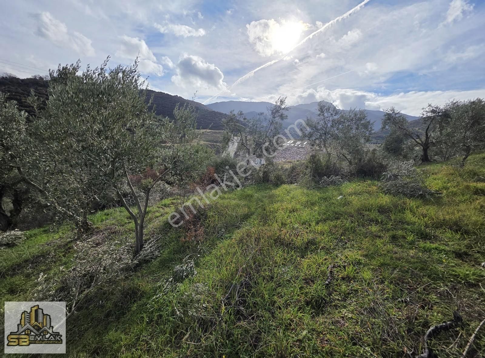 İzmir Tire Sb Emlak'tan Dereli Mahallesinde Satılık Zeytinlik - Görsel 10