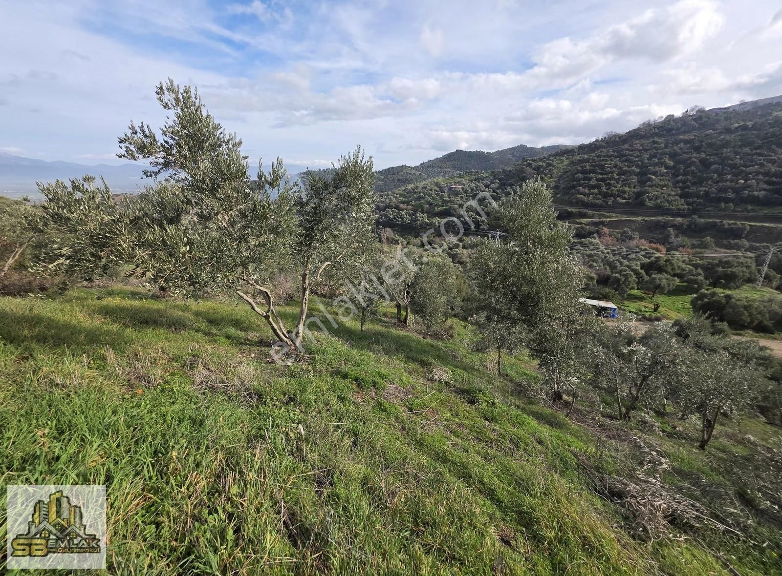 İzmir Tire Sb Emlak'tan Dereli Mahallesinde Satılık Zeytinlik - Görsel 9
