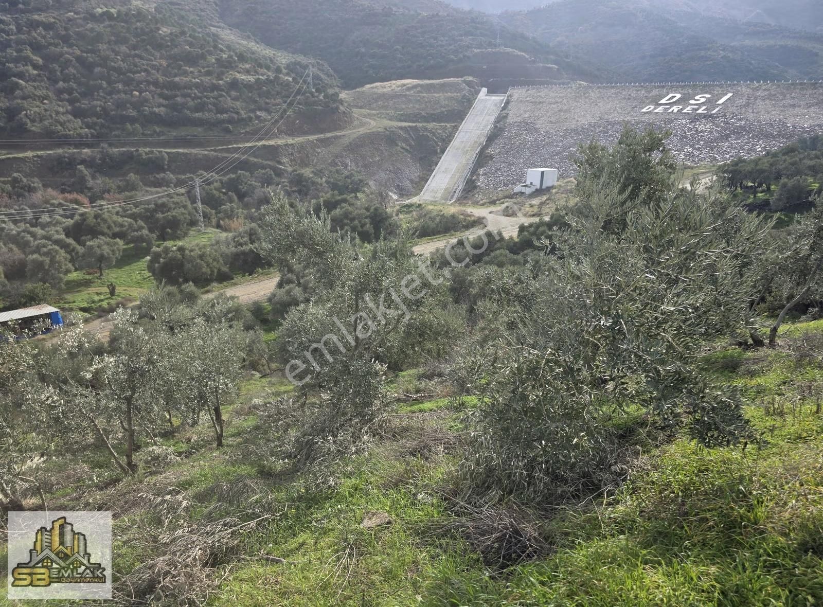 İzmir Tire Sb Emlak'tan Dereli Mahallesinde Satılık Zeytinlik - Görsel 12