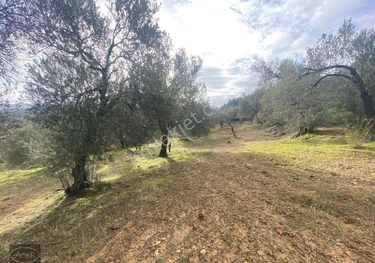 Balıkesir Burhaniye Yabancılar Geniş M2 Satılık Bakımlı Zeytinlik