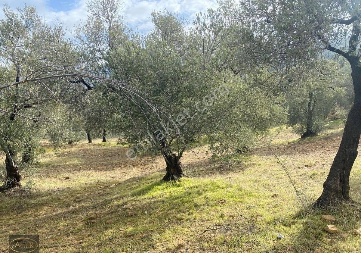 Balıkesir Burhaniye Yabancılar Geniş M2 Satılık Bakımlı Zeytinlik - Görsel 25