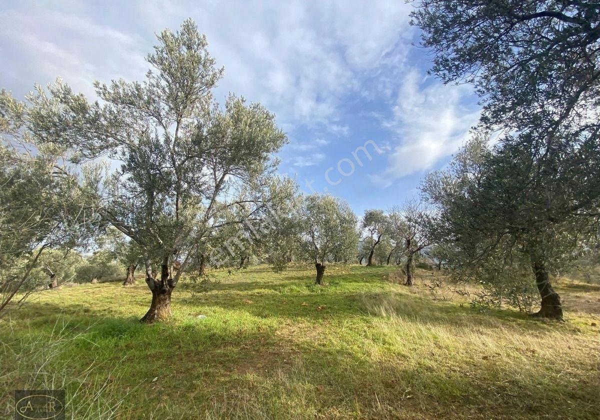 Balıkesir Burhaniye Yabancılar Geniş M2 Satılık Bakımlı Zeytinlik - Görsel 9