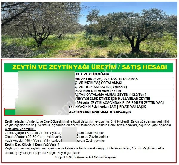 İzmir-bayındır-buruncuk Mahallesinde Satılık Zeytin Bahçesi - Görsel 2