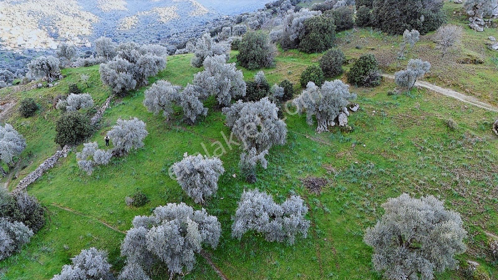 Aydın Koçarlı Hacıhamzalar'da Satılık Manzaralı Zeytinlik - Görsel 28